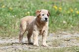 BOUVIER AUSTRALIEN 223